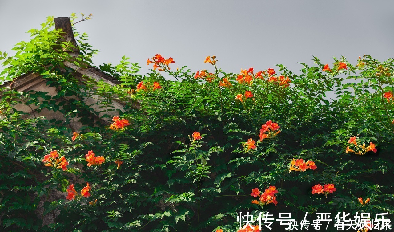 鲜花|此花是最为热情的母亲之花,是对母亲的爱,还是名花