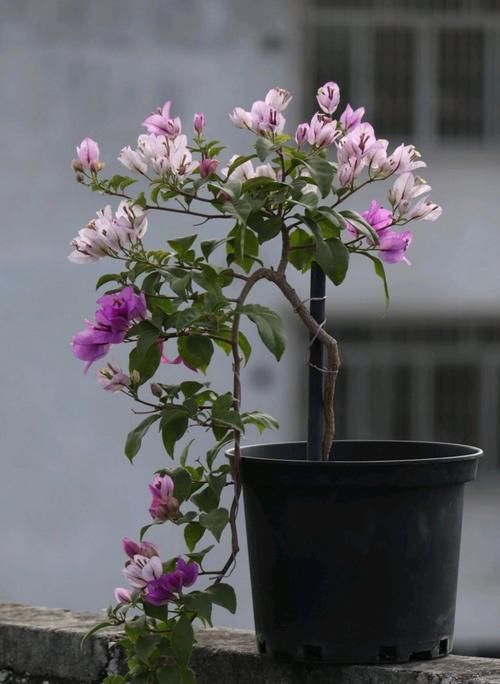 它们是“耐旱花”，盆栽1、2个月浇水1次，轻松花开满树