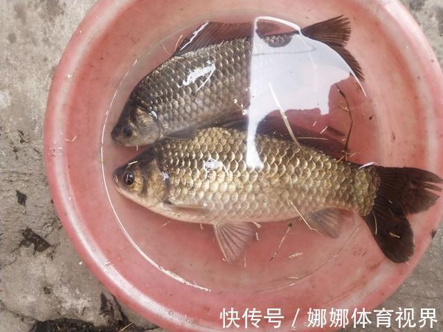 漆黑色|钓获罕见鲫鱼被劝放生:劝放生的大爷,您知道它是什么鱼吗?