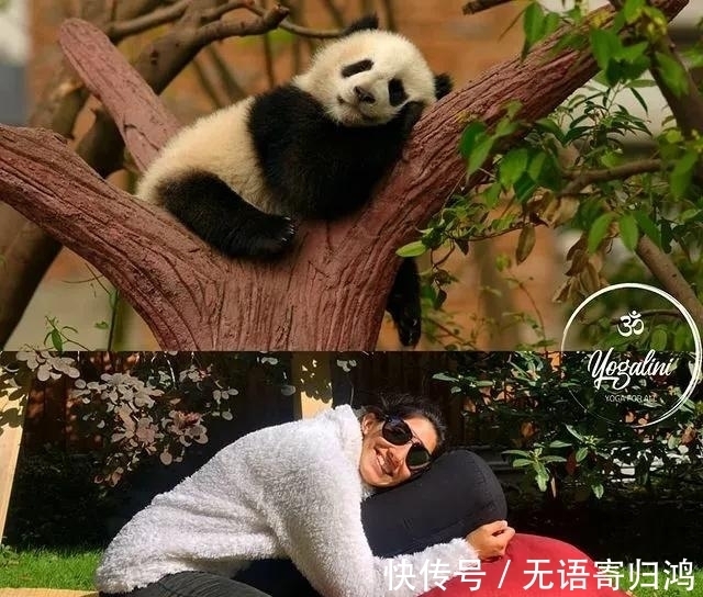 瑜伽|如果动物也“瑜伽”是什么样子?这只熊猫也太萌了