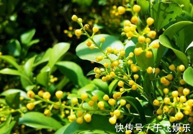 阳台养盆“米兰花”,胜似天然香水,晒一晒,味更大!