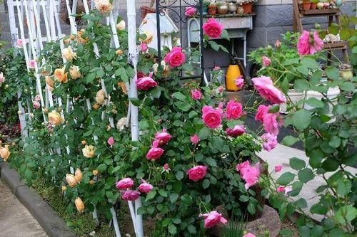 有个小阳台不要错过4种花,春天猛长新叶和花苞,邻居看了都羡慕