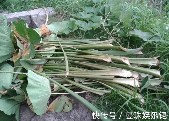 全株有毒,地下根茎曾是充饥粮,叶梗又麻又涩,腌酸菜却很下饭