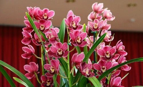 烂根|夏天养兰花，这件“傻事”别做，难怪兰花黄叶又烂根，谁做谁后悔