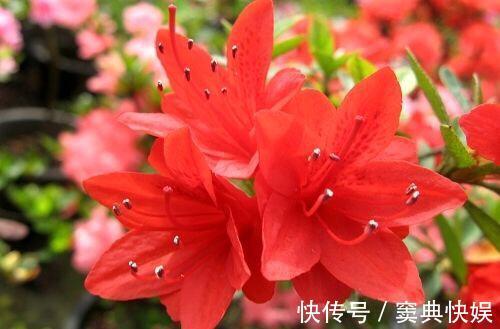 室外养杜鹃花，注意5个“细节”，枝繁叶茂，开花满枝，长成老桩