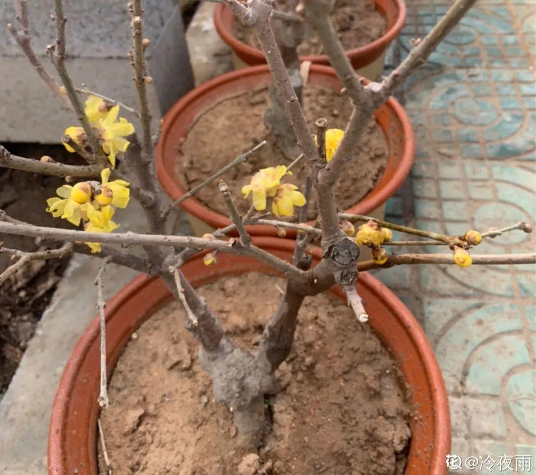 枯萎|9种花是富贵命,必须大盆养,小盆养会憋死