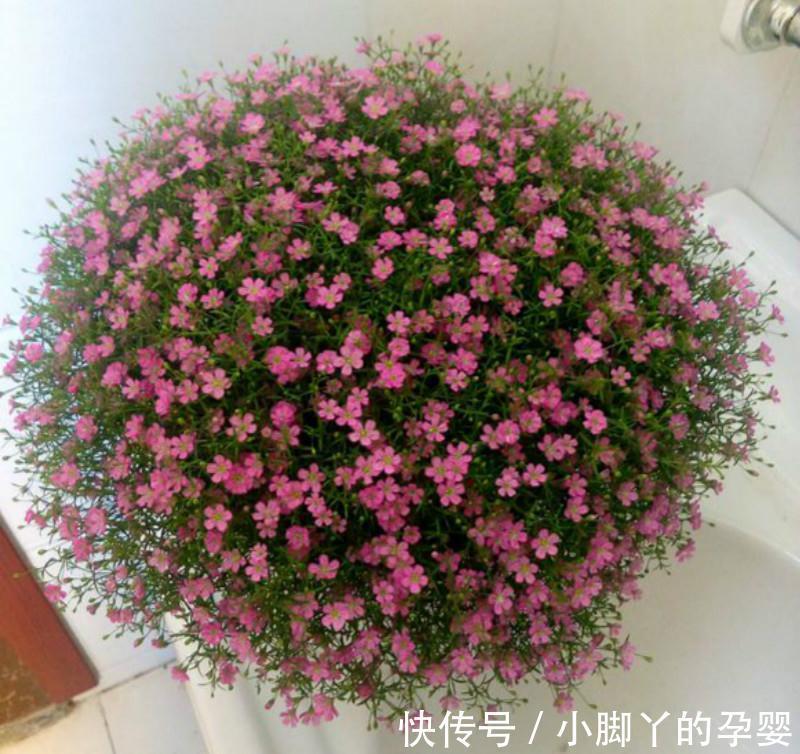 几朵花|此种花真好养,给点阳光就灿烂,女生看了都喜欢