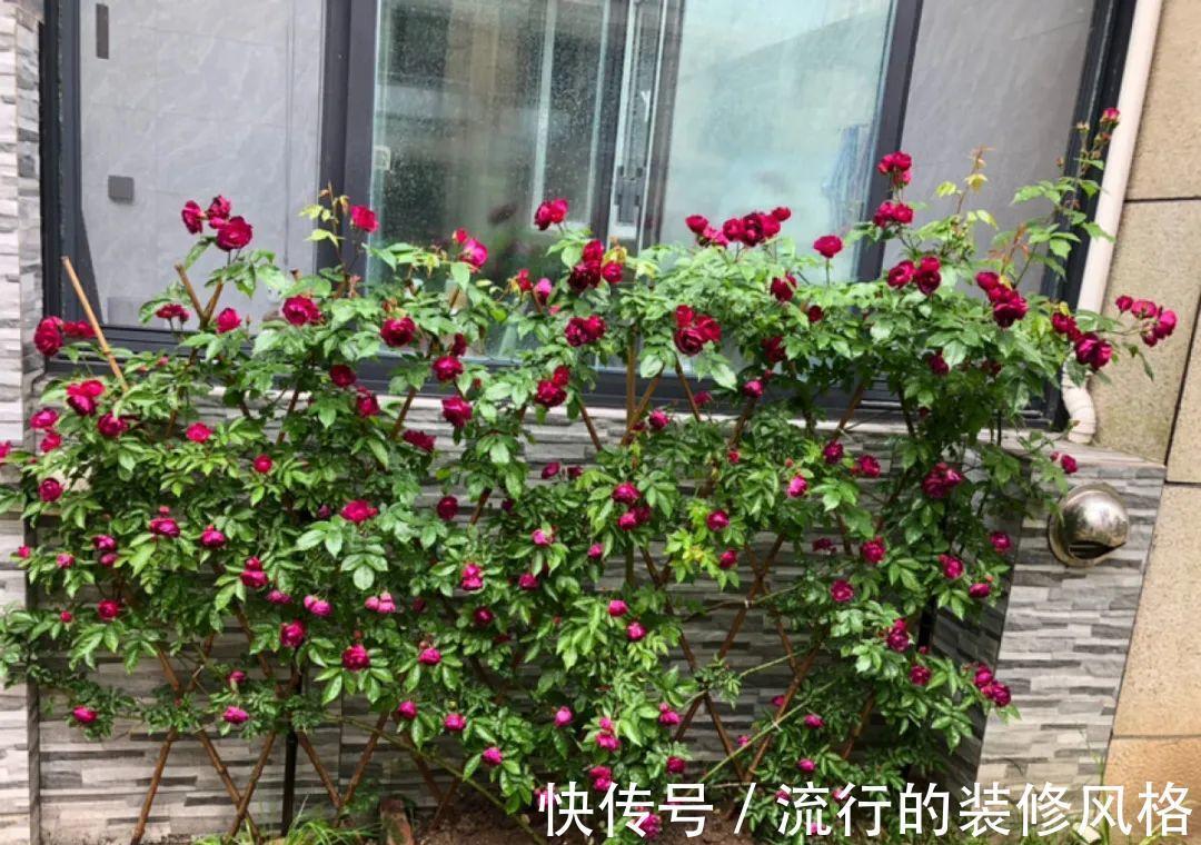 黄叶|养花“黑名单”实在太难养，心累