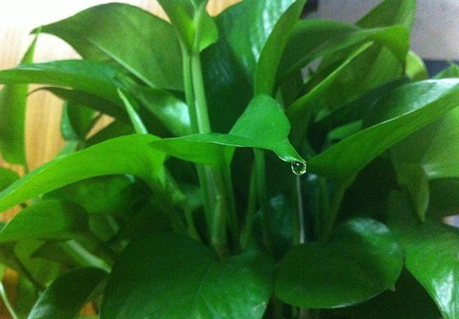 冬天养花，套上方便袋，绿油油的过冬天，嗷嗷的开花