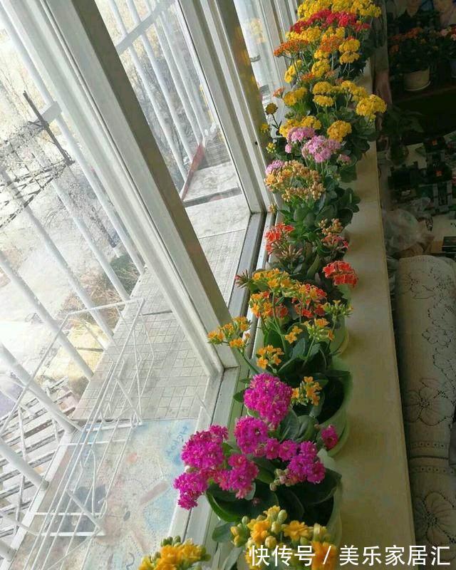 养花不开花，盆里加点这个，花苞叽里咕噜冒不停，花开上百朵