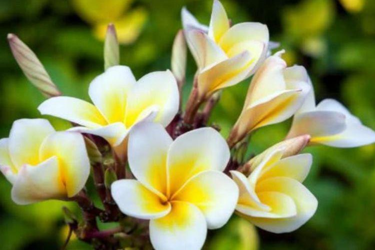 几款适合新手养殖的花草,不怕热不怕冷,不管反而长得旺