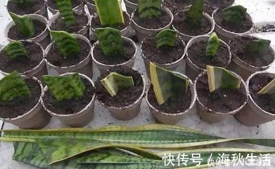 花卉|爱花人别闲着,4种花冬季也可以扦插,养满一阳台!