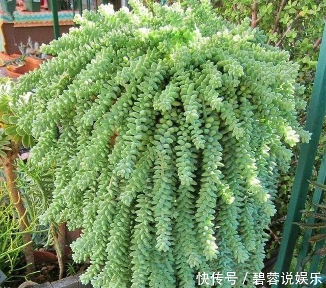 多肉|张大妈家的“多肉”又爆盆了,给看得“眼红”了