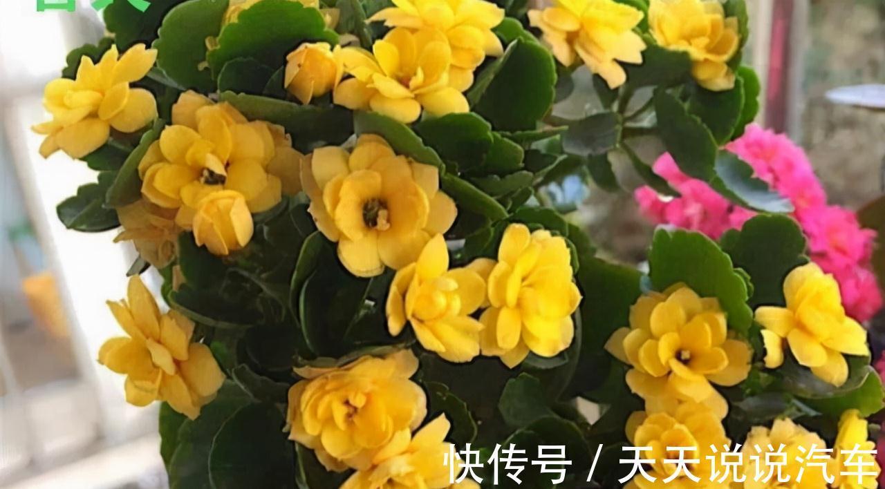 立冬后,养这10种花,切记不能多浇水,养不活都是由于手太勤