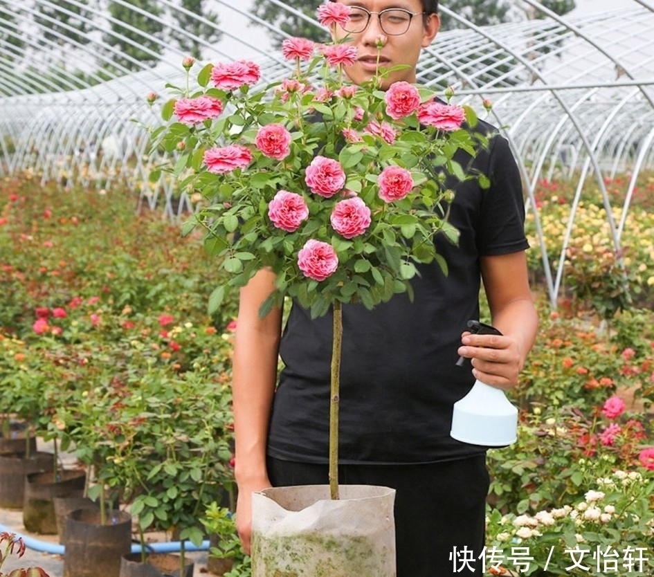 品种|100个月季品种，千姿百态，每个都很漂亮，图名并茂，值得收藏