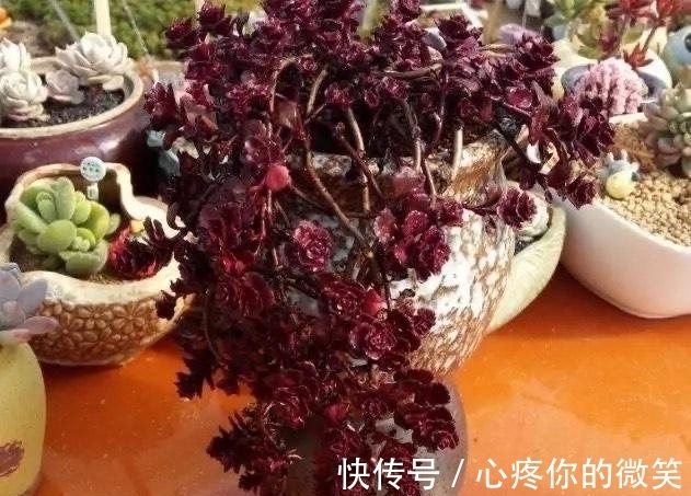 养护|6种多肉就应该挂起来养,长成“花瀑布”美极了,看起来真过瘾