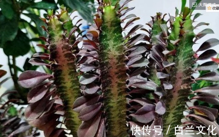 懒得管理花草就盆栽龙骨,日常做好3件事,枝叶繁茂、开花漂亮