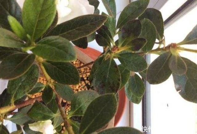 杜鹃花难养年年枯成“柴”,今春改变养殖方法,花繁叶茂根系壮!
