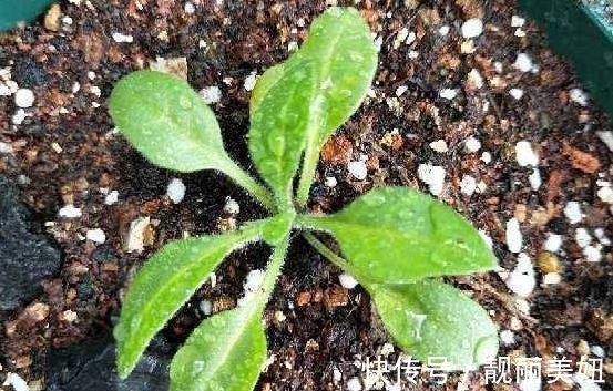 天冷养花,早晨别做这几件事,植物才会感激你哦