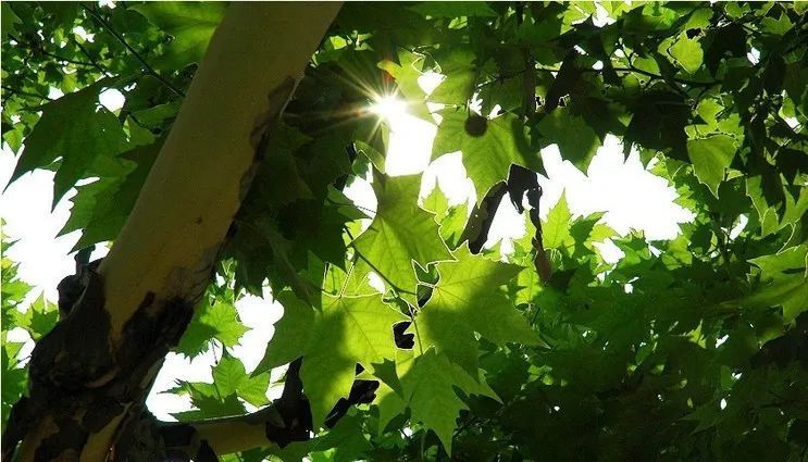 春花秋月|鹧鸪天 14首:细雨晨曦润海棠，鹧鸪一唱引思长