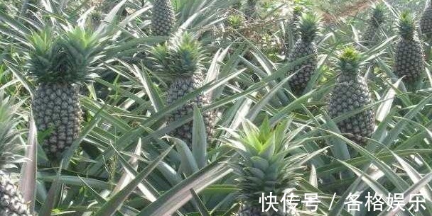 明目|想要长寿,坚持吃四种食物,润肤美容,补钙明目,谁吃谁受益