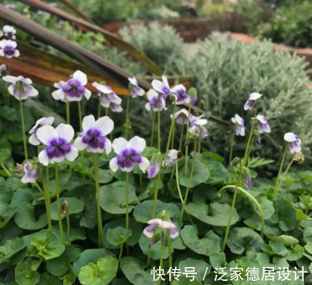 花卉|盘点8款耐寒的花草,零下20度照样生机勃勃,绽放满园冬色