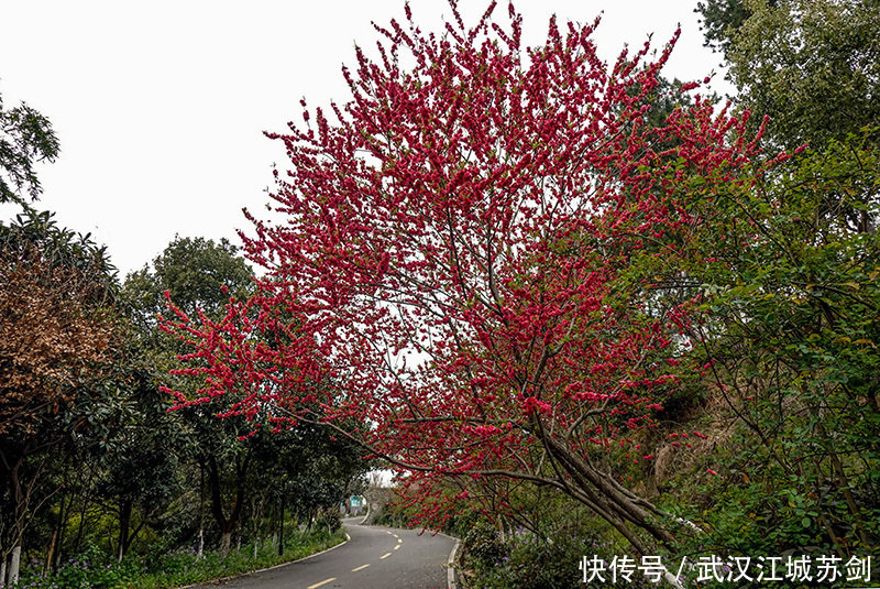 灼灼碧桃艳春色、花乡茶谷春满园