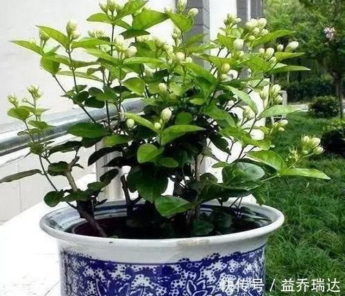 浇水|盆栽茉莉叶子少、不开花怎么办?用上5个妙招,枝繁叶茂开花多