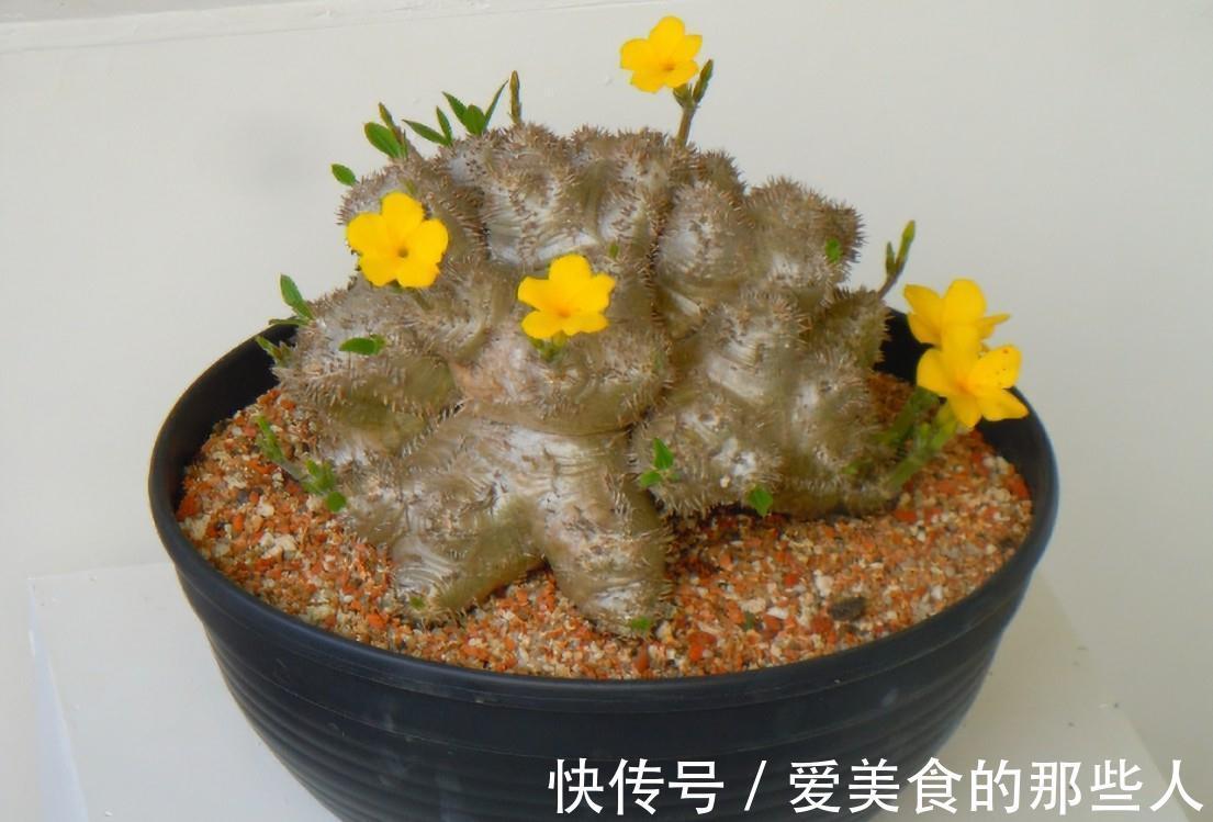 养花试试这几款,花朵太精致,非常罕见