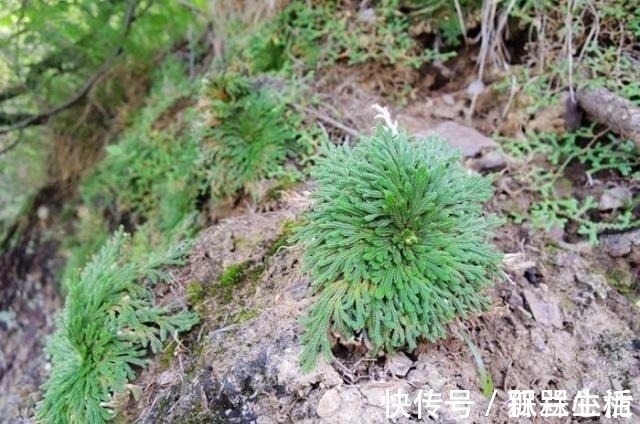 盆景|山崖上一种草，被称“还魂草”，人人见了挖一株，说是很值钱！