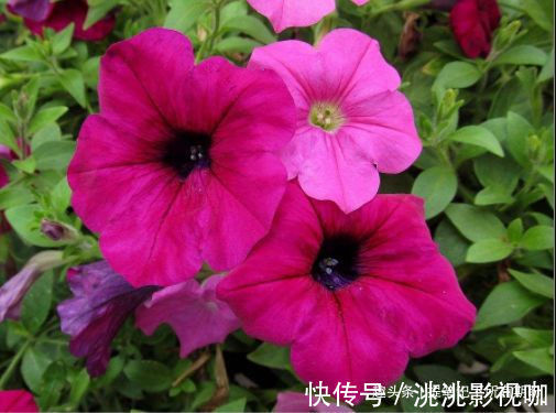 喜欢牡丹，不如养盆优良玫瑰“卡罗拉”，花开红如焰火，绚丽典雅