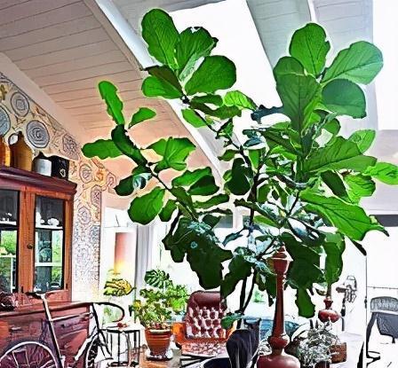 3种花,疯长起来就刹不住车,还贼好看,邻居抢着上门要