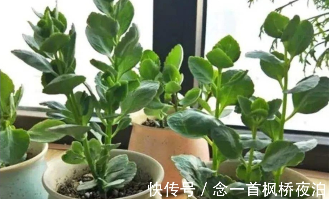 长寿花枝条太乱,秋天剪一剪,补上“1种肥”,呼呼冒花苞