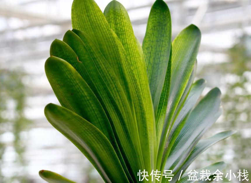 这样换盆超简单,君子兰不伤根,不烂根