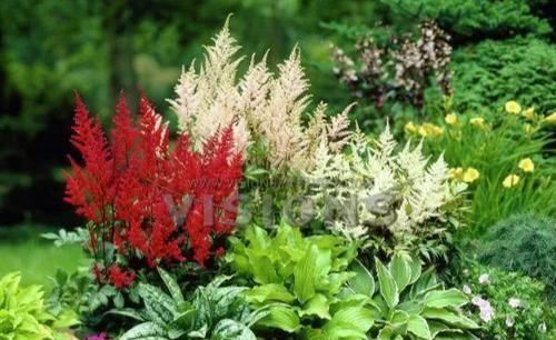 5种“阴暗花”,藏在角落里,年年自行繁殖,也能开成“仙花树”