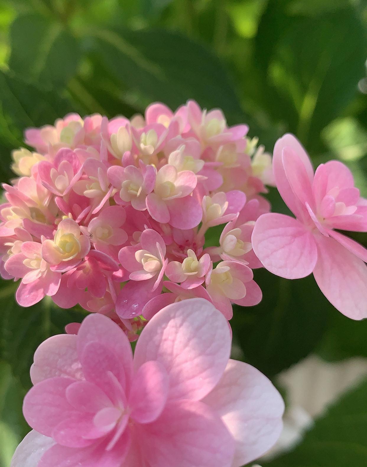 绣球的过冬准备,做好2点,来年发芽更多、开花更多、旺盛惊艳