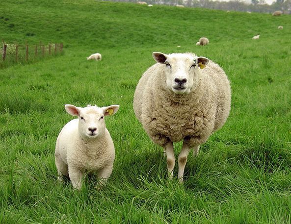 买羊肉,选山羊还是绵羊肉?养殖户告诉你:买错就是白花钱