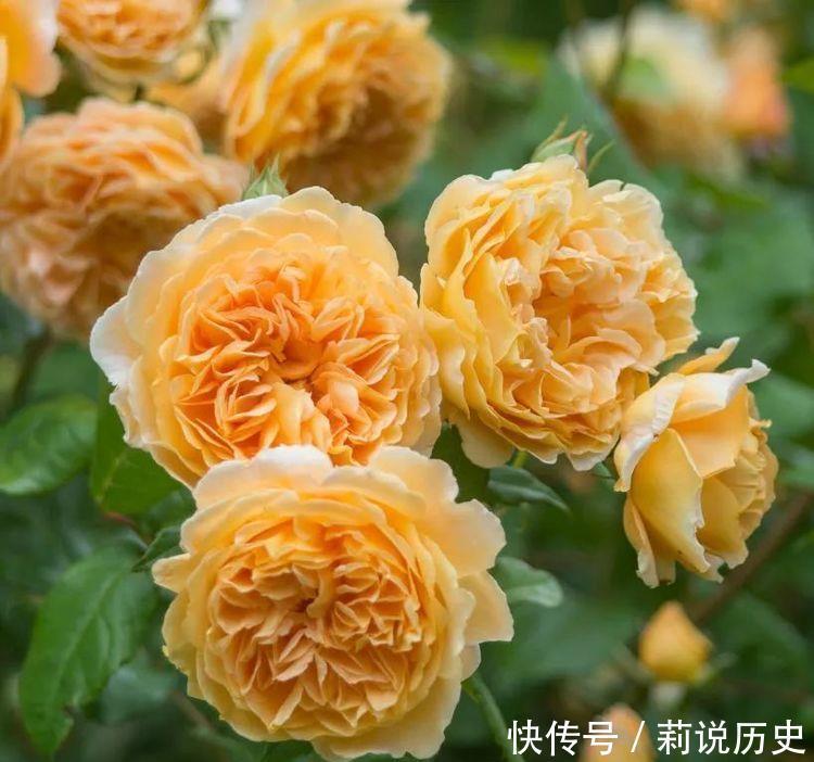 几款花卉，开花勤爱爆盆，好养又漂亮，随便一养成花海