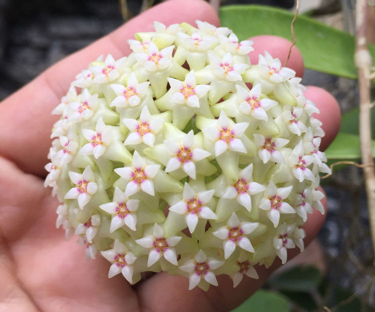 卫生间有异味?就养4种花,美化环境、清新空气