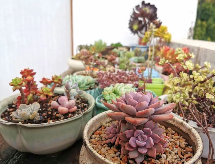 黛比|佛系养肉人生活明朗,多肉可爱,唯适者生存!