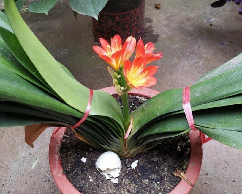 君子兰|君子兰天热要休眠,状态越来越差?坚持2不要,安全度夏