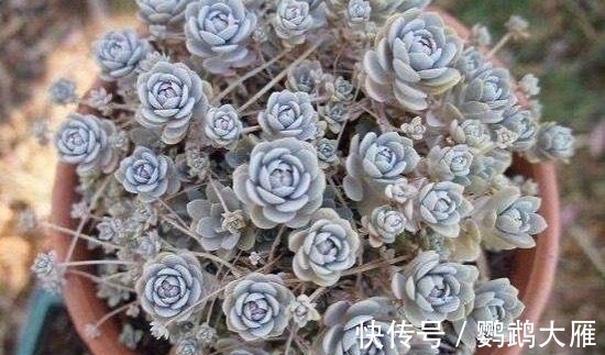 休眠|喜欢能爆一圈侧芽的多肉,就别惦记观音莲了,选2种多肉不后悔