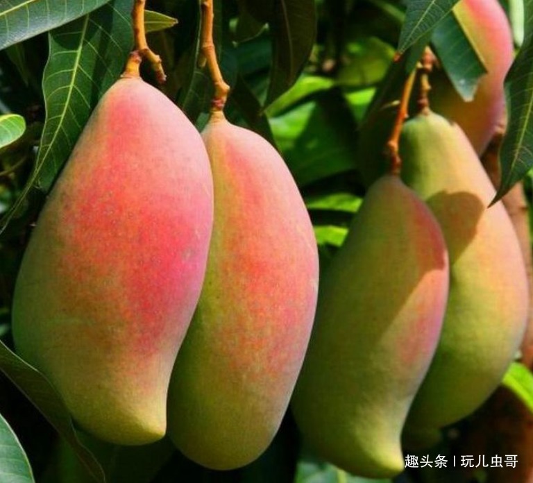芒果肉质细腻，气味香甜，掌握一点，种出优质美味的芒果来！