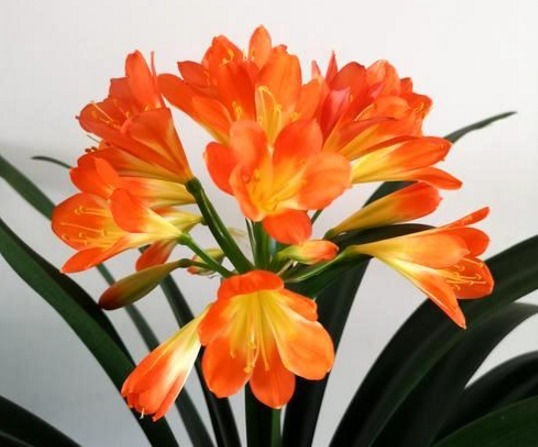 养二十年君子兰一直用此方法,不烂根,年年开花不夹箭