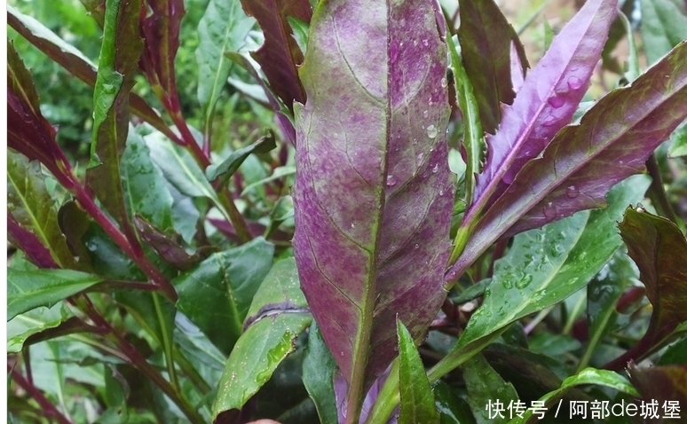 菊科类植物|农村这种“补血菜”你吃过吗?你哪里叫什么?