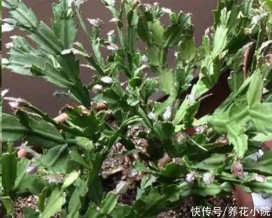 阳台上|家中养蟹爪兰，夏天有“3怕”，提前了解好，才能安全度夏