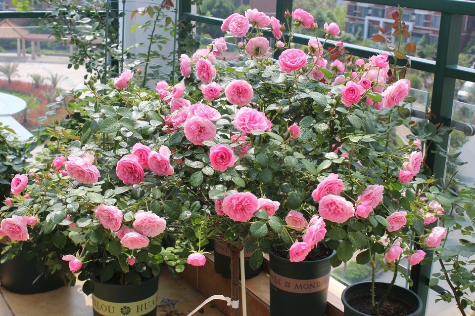 花卉|偷偷告诉你,高手养花必备“4个技巧”,养啥花都能“枝粗叶绿”