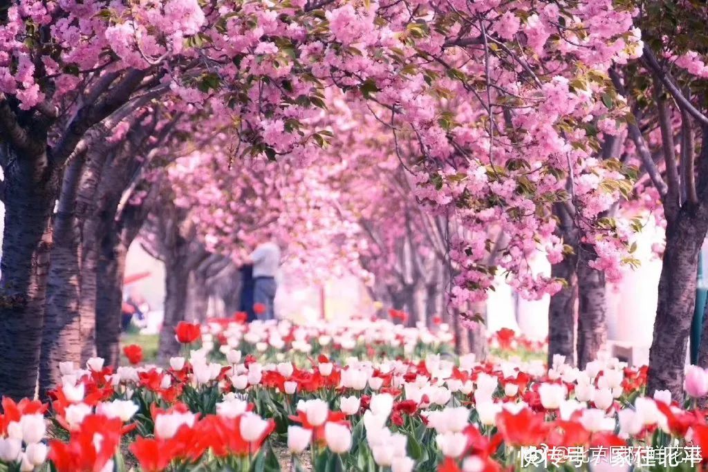 醉美花海！世界花后”正香飘京城，观赏面积超120000㎡！快去打卡