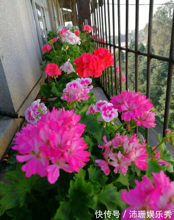 5种花“扦插”正当时,天气转凉利于生根,喜欢别偷懒