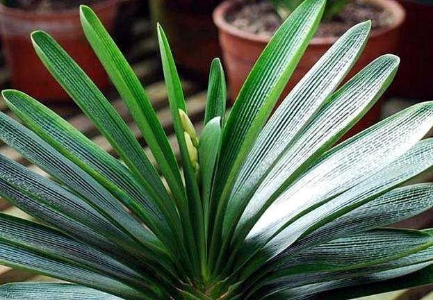 君子兰“开花”讲究大，好好催一催，接着冒花箭，花比拳头大